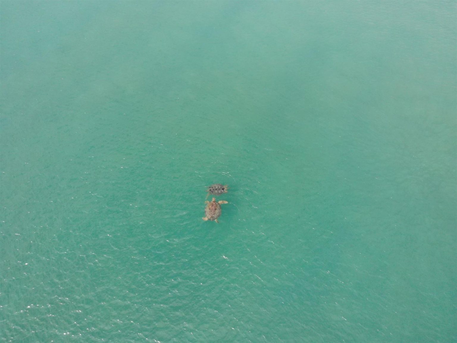 Fotografía aérea cedida hoy por Embry Riddle Aeronautical University donde se aprecia a unas tortugas mientras nadan en el mar. EFE/Embry-Riddle /SOLO USO EDITORIAL /NO VENTAS /SOLO DISPONIBLE PARA ILUSTRAR LA NOTICIA QUE ACOMPAÑA /CRÉDITO OBLIGATORIO