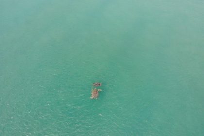 Fotografía aérea cedida hoy por Embry Riddle Aeronautical University donde se aprecia a unas tortugas mientras nadan en el mar. EFE/Embry-Riddle /SOLO USO EDITORIAL /NO VENTAS /SOLO DISPONIBLE PARA ILUSTRAR LA NOTICIA QUE ACOMPAÑA /CRÉDITO OBLIGATORIO