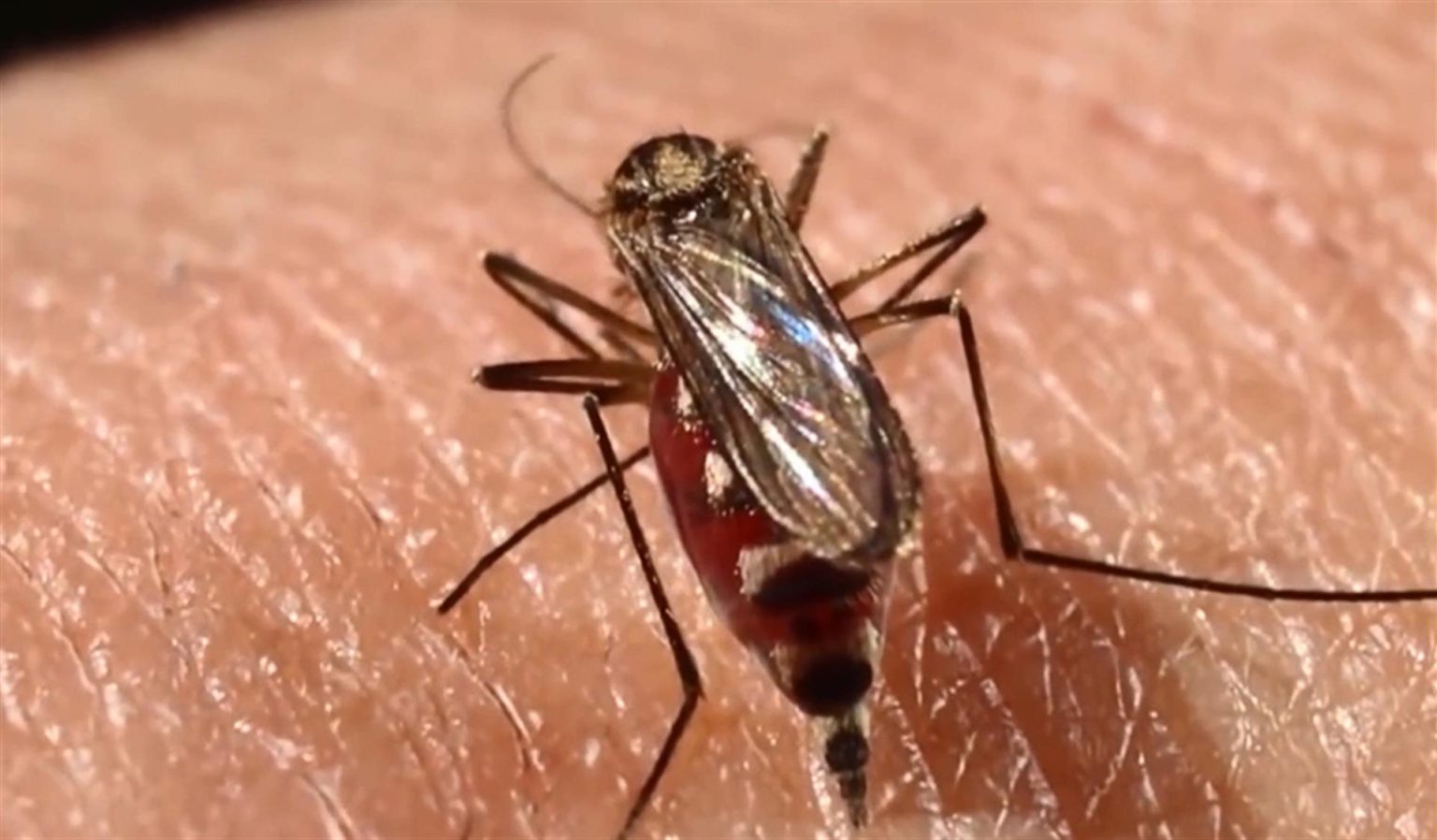 Fotograma extraído de un vídeo que muestra un mosquito "Aedes aegypti". Imagen de archivo. EFE/Mahatma Fong