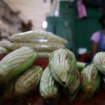 Fotografía de archivo que muestra mazorcas de maíz, para su venta en un mercado de Ciudad de México (México). EFE/Sáshenka Gutiérrez