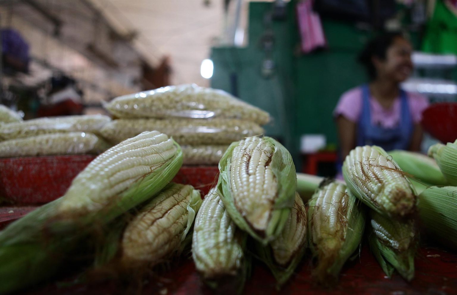Fotografía de archivo que muestra mazorcas de maíz, para su venta en un mercado de Ciudad de México (México). EFE/Sáshenka Gutiérrez