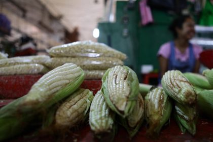 Fotografía de archivo que muestra mazorcas de maíz, para su venta en un mercado de Ciudad de México (México). EFE/Sáshenka Gutiérrez