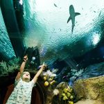 Fotografía de archivo de un niño que señala a un tiburón durante la exhibición "Ocean Wonders : Sharks!" en el Acuario de Nueva York, en Brooklyn, Nueva York (EE.UU.). EFE/Justin Lane