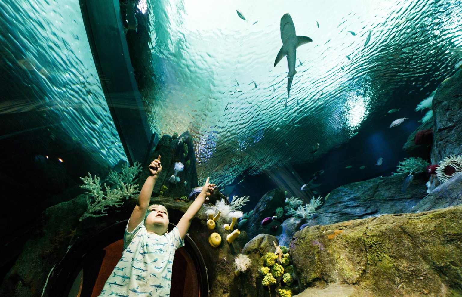 Fotografía de archivo de un niño que señala a un tiburón durante la exhibición "Ocean Wonders : Sharks!" en el Acuario de Nueva York, en Brooklyn, Nueva York (EE.UU.). EFE/Justin Lane