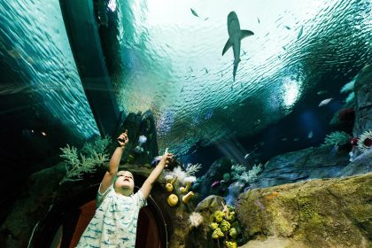 Fotografía de archivo de un niño que señala a un tiburón durante la exhibición "Ocean Wonders : Sharks!" en el Acuario de Nueva York, en Brooklyn, Nueva York (EE.UU.). EFE/Justin Lane