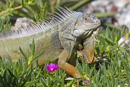 Fotografía cedida por la Comisión de Conservación de Pesca y Vida Silvestre de Florida (FWC, en inglés) que muestra un ejemplar de iguana en Florida (EE.UU.). EFE/ Andy Wraithmell / FWC/ SÓLO USO EDITORIAL/SÓLO DISPONIBLE PARA ILUSTRAR LA NOTICIA QUE ACOMPAÑA (CRÉDITO OBLIGATORIO)