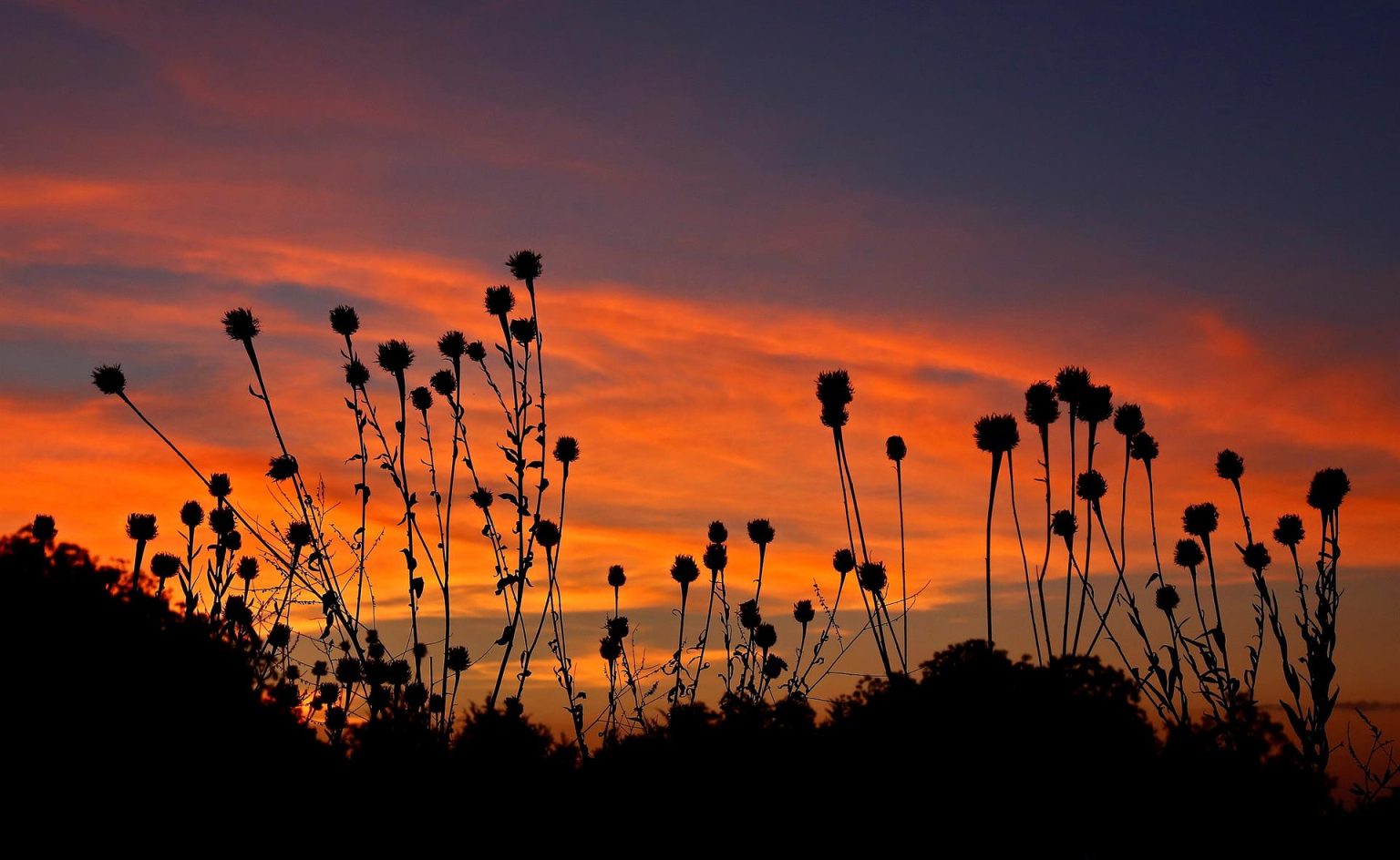 Imagen de la flora silvestre en contraste con la luz del cielo al amanecer en Commerce, Texas, Estados Unidos. Imagen de archivo. EFE/ Larry W. Smith