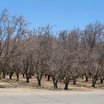 Fotografía del 14 de julio de 2022 donde se aprecia unas de las plantaciones de almendros que no dieron frutos este año debido a la falta de suministro de agua en unas plantaciones, cerca de la localidad de Los Baños en el Valle central de California (EE.UU.). EFE/ Guillermo Azábal