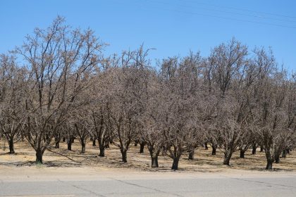 Fotografía del 14 de julio de 2022 donde se aprecia unas de las plantaciones de almendros que no dieron frutos este año debido a la falta de suministro de agua en unas plantaciones, cerca de la localidad de Los Baños en el Valle central de California (EE.UU.). EFE/ Guillermo Azábal