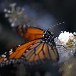 Vista de una mariposa monarca sentada sobre una flor. Imagen de archivo. EFE/LARRY W. SMITH