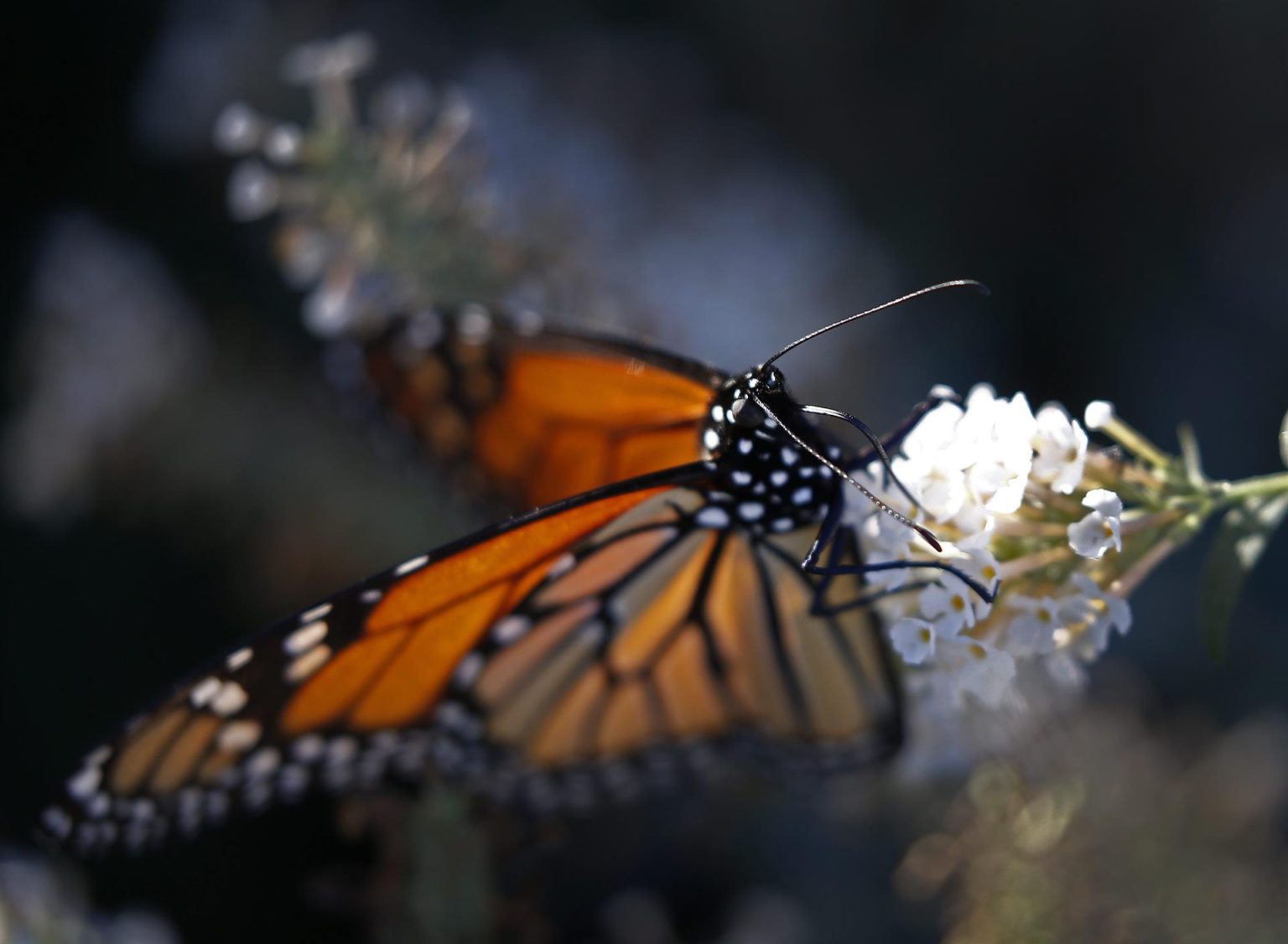 Vista de una mariposa monarca sentada sobre una flor. Imagen de archivo. EFE/LARRY W. SMITH