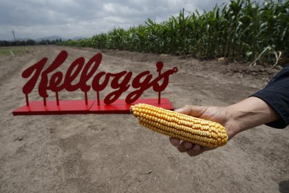 Fotografía fechada el 16 de junio de 2022, que muestra una mazorca de maíz cultivada en el Centro Internacional de Mejoramiento de Maíz y Trigo (CIMMYT), en Texcoco, Estado de México (México). EFE/José Méndez