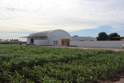 Fotografía sin fecha de toma, cortesía de grupo Syngenta Semillas, donde se observa un cultivo de maíz en la ciudad de Los Mochis, en Sinaloa (México). EFE/Syngenta Semillas/SOLO USO EDITORIAL/SOLO DISPONIBLE PARA ILUSTRAR LA NOTICIA QUE ACOMPAÑA(CRÉDITO OBLIGATORIO)