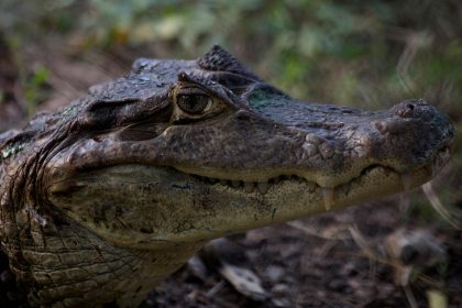 Imagen de archivo que muestra un ejemplar de caimán. EFE/RICARDO MALDONADO ROZO