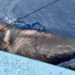 Fotografía cedida hoy por la Universidad Internacional de Florida (FIU) que muestra a un tiburón de Groenlandia (Somniosus microcephalus) en aguas territoriales de Belice. EFE/ FIU /SOLO USO EDITORIAL /SOLO DISPONIBLE PARA ILUSTRAR LA NOTICIA QUE ACOMPAÑA (CRÉDITO OBLIGATORIO) /MÁXIMA CALIDAD DISPONIBLE