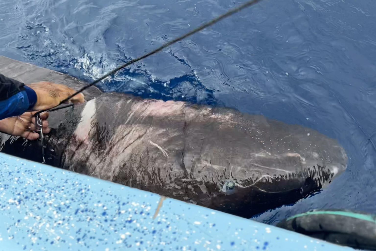 Fotografía cedida hoy por la Universidad Internacional de Florida (FIU) que muestra a un tiburón de Groenlandia (Somniosus microcephalus) en aguas territoriales de Belice. EFE/ FIU /SOLO USO EDITORIAL /SOLO DISPONIBLE PARA ILUSTRAR LA NOTICIA QUE ACOMPAÑA (CRÉDITO OBLIGATORIO) /MÁXIMA CALIDAD DISPONIBLE