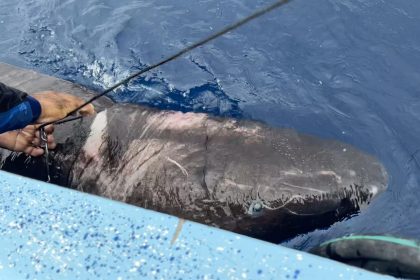 Fotografía cedida hoy por la Universidad Internacional de Florida (FIU) que muestra a un tiburón de Groenlandia (Somniosus microcephalus) en aguas territoriales de Belice. EFE/ FIU /SOLO USO EDITORIAL /SOLO DISPONIBLE PARA ILUSTRAR LA NOTICIA QUE ACOMPAÑA (CRÉDITO OBLIGATORIO) /MÁXIMA CALIDAD DISPONIBLE