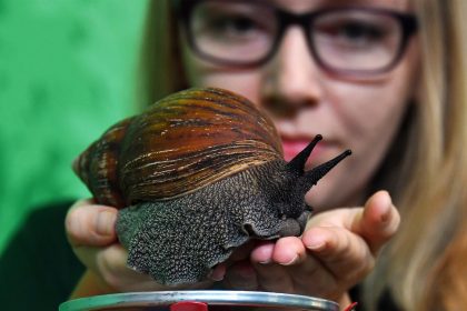 Fotografía de archivo que muestra a una mujer con un caracol de tierra gigante africano. EFE/ Andy Rain