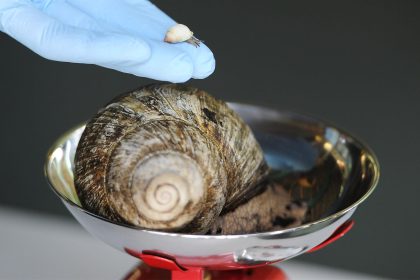 Fotografía de archivo de un caracol gigante africano. EFE/Facundo Arrizabalaga