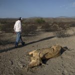 Una persona observa un animal muerto el 23 de junio de 2022, debido a sequía en el municipio de General Cepeda, en Coahuila (México).  EFE/Miguel Sierra