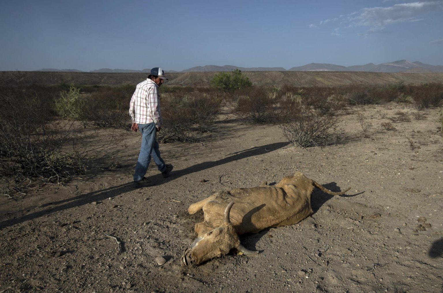 Una persona observa un animal muerto el 23 de junio de 2022, debido a sequía en el municipio de General Cepeda, en Coahuila (México).  EFE/Miguel Sierra