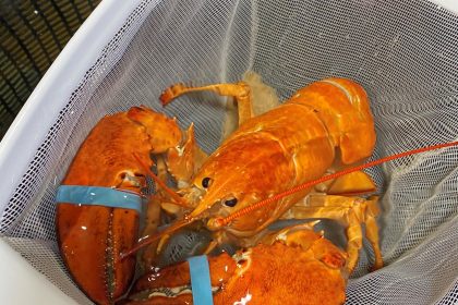 Fotografía cedida por Red Lobster donde se aprecia a un raro ejemplar de langosta color naranja que fue bautizado por los empleados con el nombre de "Cheddar", por su color parecido al del queso del mismo nombre, después de librarlo de morir hervido en agua en su local en Hollywood, Florida. EFE/Red Lobster /SOLO USO EDITORIAL /NO VENTAS /SOLO DISPONIBLE PARA ILUSTRAR LA NOTICIA QUE ACOMPAÑA /CRÉDITO OBLIGATORIO