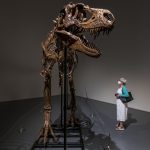Una persona mira un esqueleto completo de un dinosaurio Gorgosaurus en exhibición en la casa de subastas Sotheby's como parte de una vista previa de una próxima subasta de Historia Natural en Nueva York, Nueva York, EE. UU., 05 de julio de 2022. EFE/JUSTIN LANE
