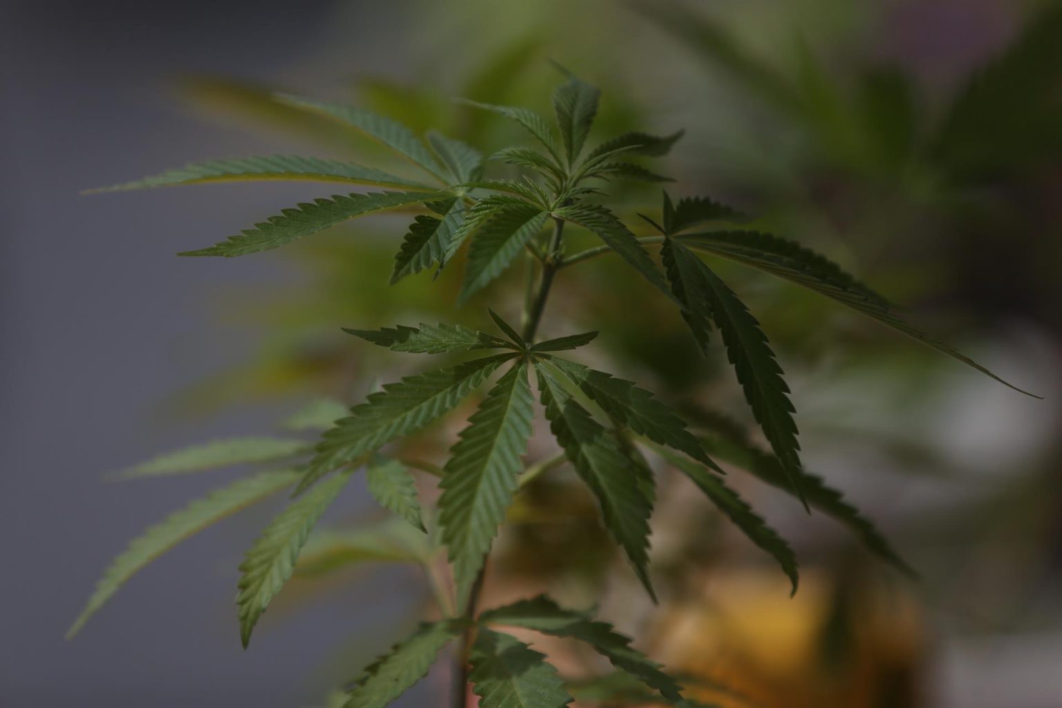 Vista de una planta de marihuana, imagen de archivo. EFE/Sáshenka Gutiérrez