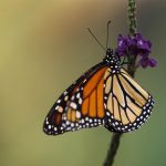 Imagen de archivo de una vista de una mariposa Monarca durante la inauguración del mes de las mariposas Monarca, en el Mariposario del Zoológico de Chapultepec en Ciudad de México (México). EFE/Sáshenka Gutiérrez