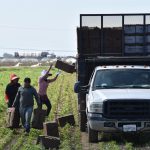 Fotografía de archivo donde aparecen unas personas mientras trabajan en un cultivo de cilantro, en Oxnard, California (EE.UU). EFE/ Iván Mejía