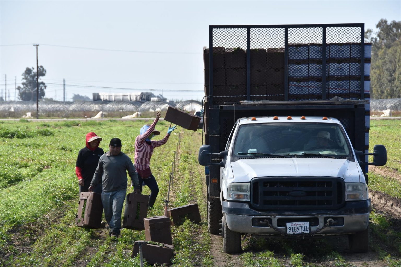 Fotografía de archivo donde aparecen unas personas mientras trabajan en un cultivo de cilantro, en Oxnard, California (EE.UU). EFE/ Iván Mejía