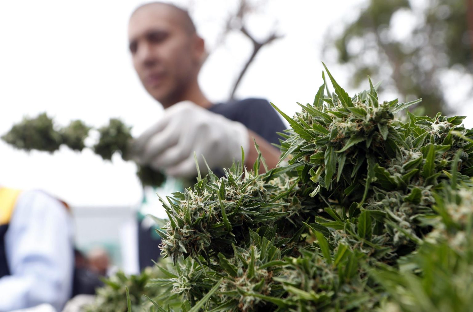 De acuerdo al diario Sun Sentinel, hasta mediados de abril de este año más de 700.000 personas figuran en los registros estatales como poseedores autorizados de una cartilla de marihuana medicinal. Imagen de archivo. EFE/FELIPE TRUEBA