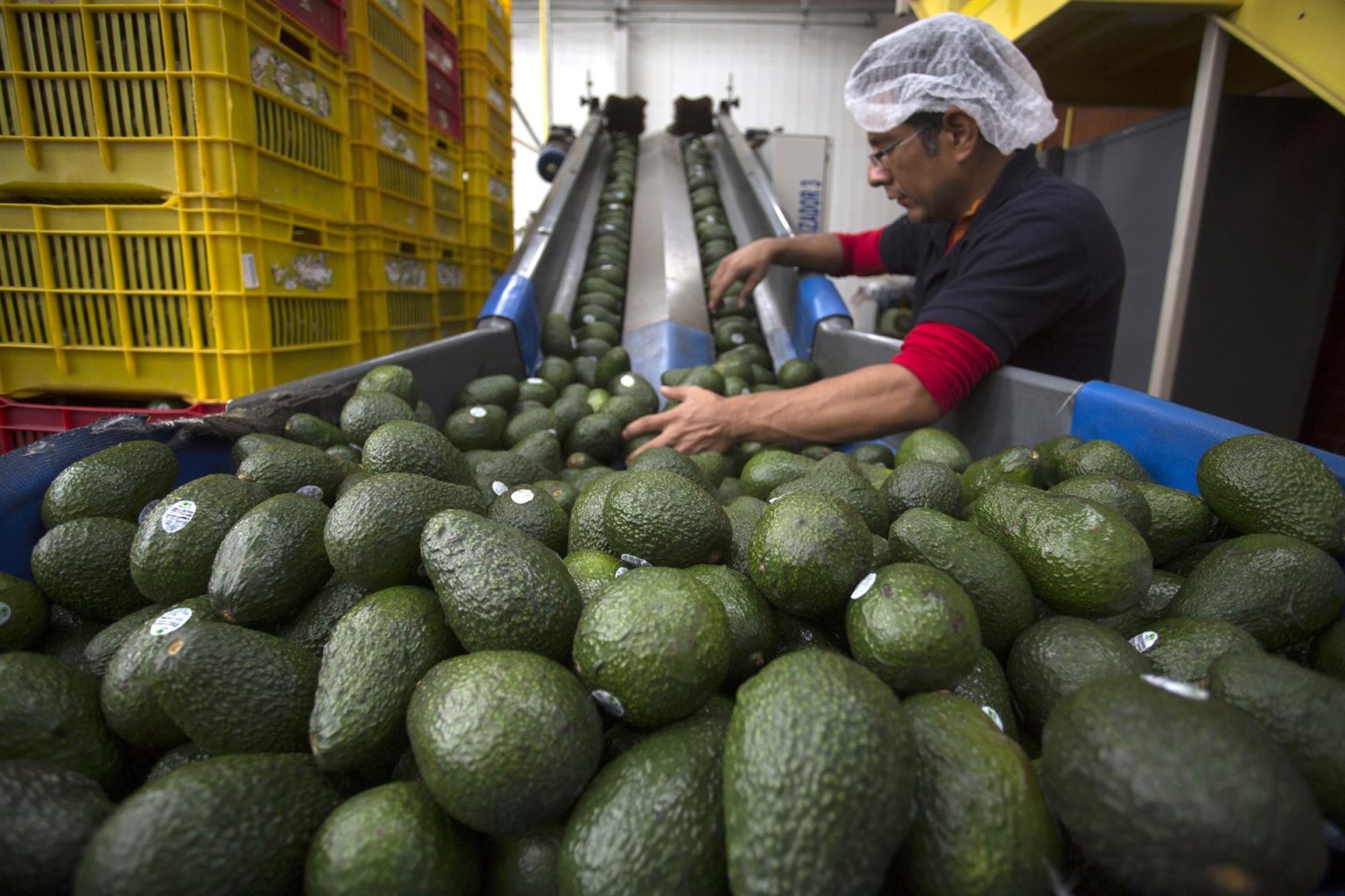 Fotografía de archivo de empleados de una empacadora de aguacate que seleccionan el producto para su exportación a Estados Unidos, en el municipio de Uruapan, en el estado de Michoacán (México). EFE/Luis Enrique Granados