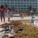 Fotografía de archivo de una vista de sargazo en las playas del balneario de Cancún, en Quintana Roo (México). EFE/Alonso Cupul