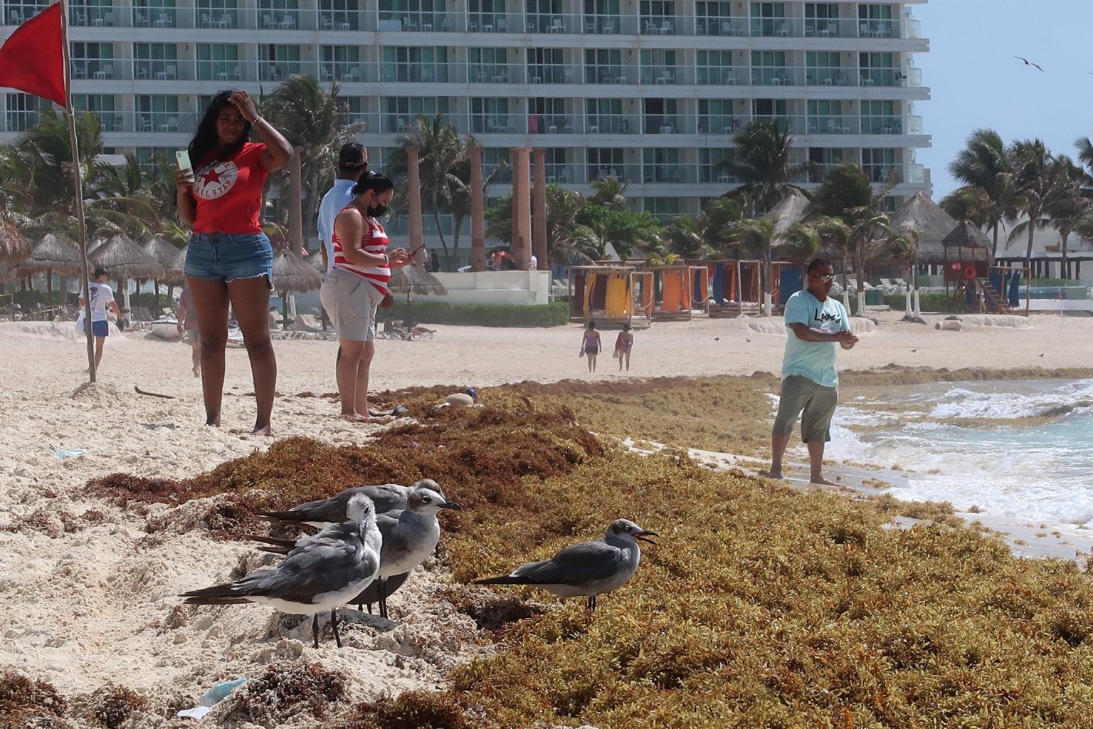 Fotografía de archivo de una vista de sargazo en las playas del balneario de Cancún, en Quintana Roo (México). EFE/Alonso Cupul