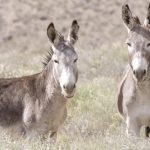 Fotografía cedida por Michael Alfuso de burros salvajes en el Parque Nacional del Valle de la Muerte, en California, Estados Unidos. EFE/ Michael Alfuso SOLO USO EDITORIAL/NO VENTAS/SOLO DISPONIBLE PARA ILUSTRAR LA NOTICIA QUE ACOMPAÑA/CRÉDITO OBLIGATORIO