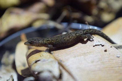 Fotografía sin fecha cedida por Eliacim Agosto Torre, que muestra una nueva especie de reptil descubierta en Puerto Rico. EFE/Eliacim Agosto Torres / SOLO USO EDITORIAL/SOLO DISPONIBLE PARA ILUSTRAR LA NOTICIA QUE ACOMPAÑA (CRÉDITO OBLIGATORIO)