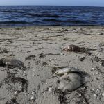 Fotografía que muestra a peces muertos de gran variedad, el 9 de agosto de 2022, en las playas de Telchac Puerto, estado de Yucatán (México). EFE/ Lorenzo Hernández