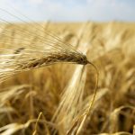 Vista de los inmensos campos de trigo, que crecen junto a todas las carreteras de Ucrania. Imagen de archivo. EFE/Orlando Barría
