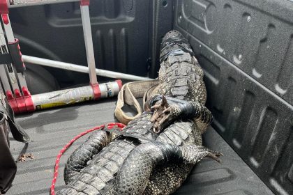 Fotografía cedida por la Oficina del Alguacil del Condado de Hernnando donde se aprecia el caimán de 183 centímetros capturado por personal del Departamento de Pesca y Vida Silvestre de Florida después de verlo merodeando un restaurante de la cadena Wendy's cerca de la ciudad de Tampa, en la costa oeste de ese estado del sur de EE.UU. EFE/ Sheriff Del Condado De Hernando / SOLO USO EDITORIAL/ SOLO DISPONIBLE PARA ILUSTRAR LA NOTICIA QUE ACOMPAÑA (CRÉDITO OBLIGATORIO)