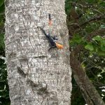 Fotografía cedida por el Departamento de Recursos Naturales y Ambientales (DRNA) de Puerto Rico donde se aprecia un lagarto de colores distintivos posado en el tronco de una palma, cerca del parque de patinetas de Punta Las Marías, zona costera entre los municipios de San Juan y Carolina. EFE/DRNA /SOLO USO EDITORIAL /NO VENTAS /SOLO DISPONIBLE PARA ILUSTRAR LA NOTICIA QUE ACOMPAÑA /CRÉDITO OBLIGATORIO