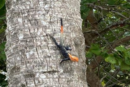 Fotografía cedida por el Departamento de Recursos Naturales y Ambientales (DRNA) de Puerto Rico donde se aprecia un lagarto de colores distintivos posado en el tronco de una palma, cerca del parque de patinetas de Punta Las Marías, zona costera entre los municipios de San Juan y Carolina. EFE/DRNA /SOLO USO EDITORIAL /NO VENTAS /SOLO DISPONIBLE PARA ILUSTRAR LA NOTICIA QUE ACOMPAÑA /CRÉDITO OBLIGATORIO