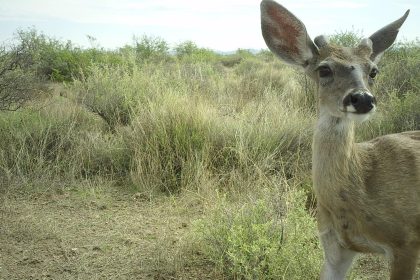 Fotografía cedida por el Refugio Nacional de Vida Silvestre de San Bernardino (San Bernardino NWR) donde se muestra a un venado de cola blanca captado por una de las cámaras instaladas en un tramo de dos millas (3,2 kilómetros) dentro del refugio. EFE/San Bernardino NWR /SOLO USO EDITORIAL /NO VENTAS /SOLO DISPONIBLE PARA ILUSTRAR LA NOTICIA QUE ACOMPAÑA /CRÉDITO OBLIGATORIO