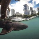 Fotografía cedida por el Programa de Investigación y Conservación de Tiburones de la Universidad de Miami (UM Shark Research) donde se aprecia a una persona mientras sostiene a un tiburón nodriza frente al paisaje urbano del centro de Miami, Florida. EFE/Robbie Roemer/UM Shark Research /