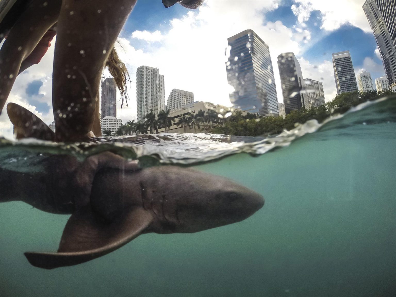 Fotografía cedida por el Programa de Investigación y Conservación de Tiburones de la Universidad de Miami (UM Shark Research) donde se aprecia a una persona mientras sostiene a un tiburón nodriza frente al paisaje urbano del centro de Miami, Florida. EFE/Robbie Roemer/UM Shark Research /