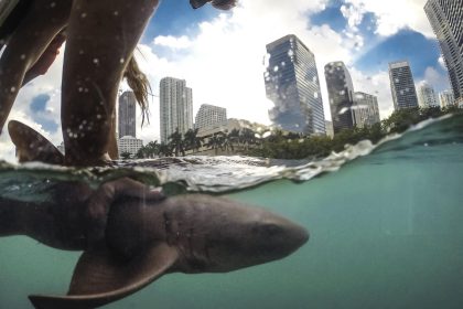 Fotografía cedida por el Programa de Investigación y Conservación de Tiburones de la Universidad de Miami (UM Shark Research) donde se aprecia a una persona mientras sostiene a un tiburón nodriza frente al paisaje urbano del centro de Miami, Florida. EFE/Robbie Roemer/UM Shark Research /