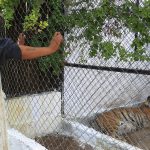 Un tigre de Bengala descansa hoy en un Zoológico de la fronteriza Ciudad Juárez, Chihuahua (México).  EFE/ Luis Torres