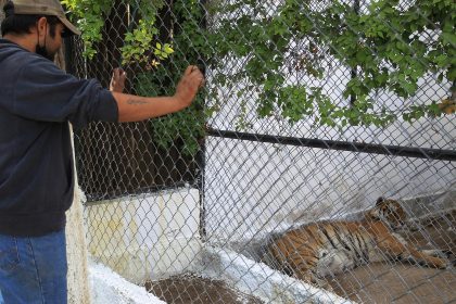 Un tigre de Bengala descansa hoy en un Zoológico de la fronteriza Ciudad Juárez, Chihuahua (México).  EFE/ Luis Torres