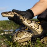 Fotografía sin fecha divulgada hoy por la Comisión de Conservación de Pesca y Vida Silvestre (FWC) de Florida donde se aprecia la mano de una persona mientras sostiene una pitón birmana durante una competencia de caza en los Everglades, Florida. EFE/FWC /SOLO USO EDITORIAL /NO VENTAS /SOLO DISPONIBLE PARA ILUSTRAR LA NOTICIA QUE ACOMPAÑA /CRÉDITO OBLIGATORIO