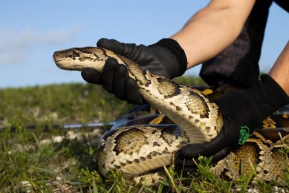 Fotografía sin fecha divulgada hoy por la Comisión de Conservación de Pesca y Vida Silvestre (FWC) de Florida donde se aprecia la mano de una persona mientras sostiene una pitón birmana durante una competencia de caza en los Everglades, Florida. EFE/FWC /SOLO USO EDITORIAL /NO VENTAS /SOLO DISPONIBLE PARA ILUSTRAR LA NOTICIA QUE ACOMPAÑA /CRÉDITO OBLIGATORIO